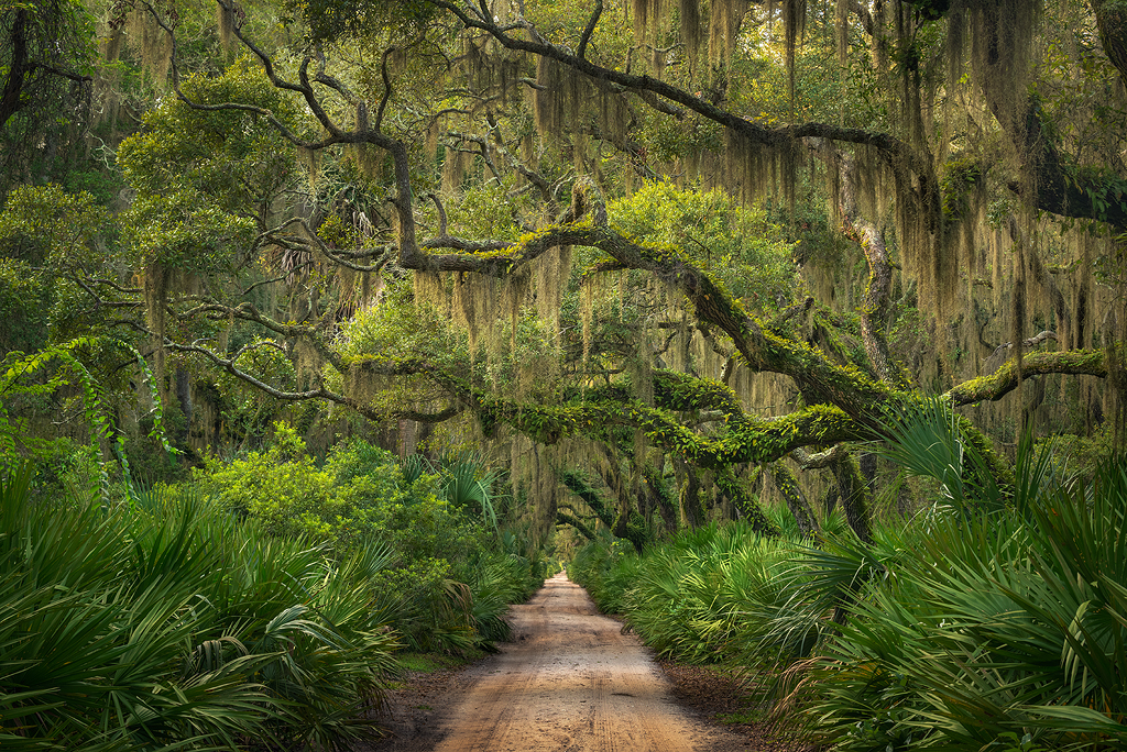 cumberland island, georgia, landscape, photography, photos